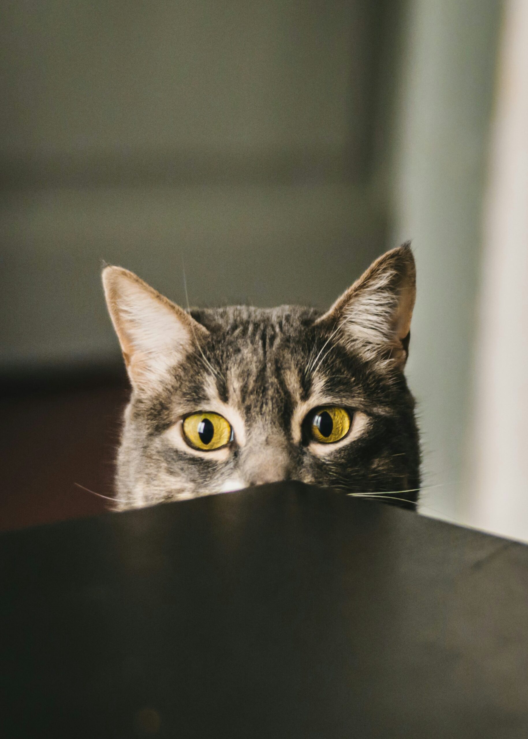 ねこ