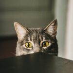 ねこ